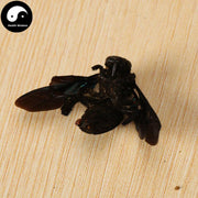 Zhu Feng 竹蜂, Xylocopa Bee-Health Wisdom™