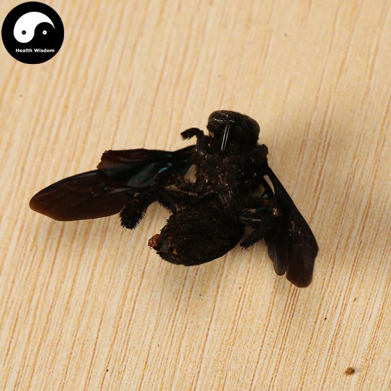 Zhu Feng 竹蜂, Xylocopa Bee-Health Wisdom™