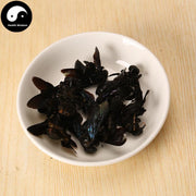 Zhu Feng 竹蜂, Xylocopa Bee-Health Wisdom™