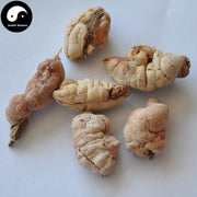 Zhu Huang 竹黄, Bamboo Yellow, Shiraia Bambusicola-Health Wisdom™