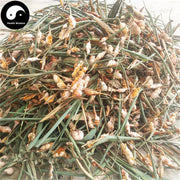 Zhu Huang 竹黄, Bamboo Yellow, Shiraia Bambusicola-Health Wisdom™