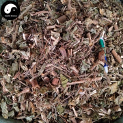 Zhu Long Cao 猪笼草, Herba Nepenthes Leaf-Health Wisdom™