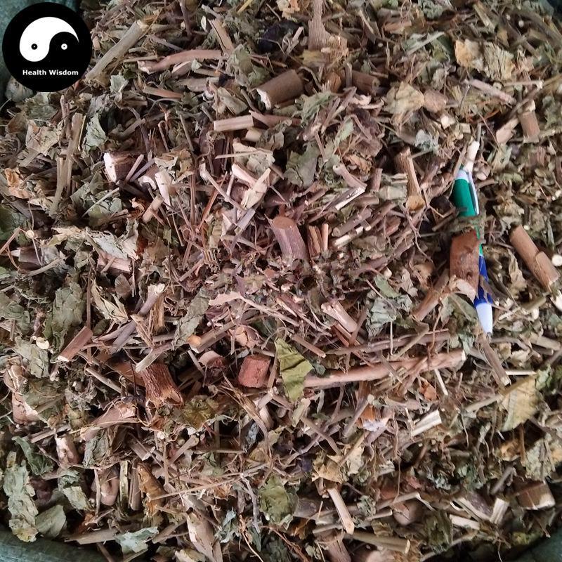 Zhu Long Cao 猪笼草, Herba Nepenthes Leaf-Health Wisdom™