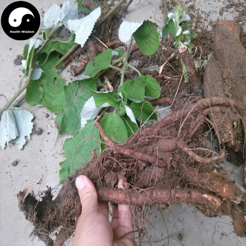 Zhu Ma Gen 苎麻根, Radix Boehmeriae, Ramie Root-Health Wisdom™