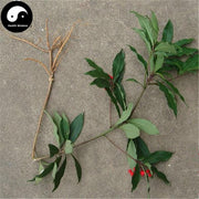 Zhu Sha Gen 朱砂根, Radix Ardisiae Crenatae, Coral Ardisia Root, Da Luo Shan-Health Wisdom™