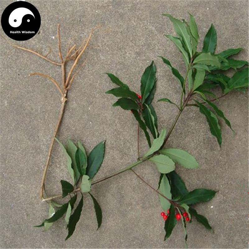 Zhu Sha Gen 朱砂根, Radix Ardisiae Crenatae, Coral Ardisia Root, Da Luo Shan-Health Wisdom™