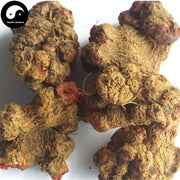 Zhu Sha Lian 朱砂莲, Kaempfer Dutchmanspipe Root, Aristolochia Cinnabarina-Health Wisdom™