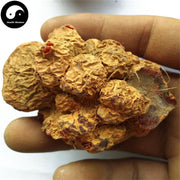 Zhu Sha Lian 朱砂莲, Kaempfer Dutchmanspipe Root, Aristolochia Cinnabarina-Health Wisdom™