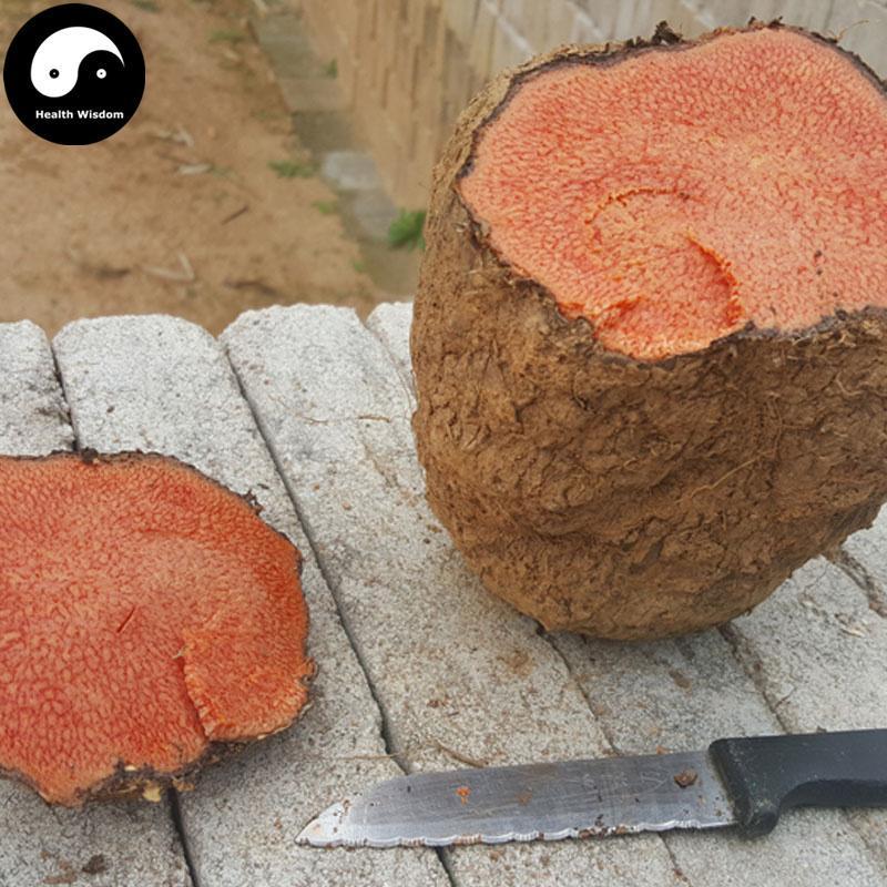Zhu Sha Qi 朱砂七, Radix Polygoni Ciliinerve, Ciliatenerve Knotweed Root, Hong Yao Zi-Health Wisdom™