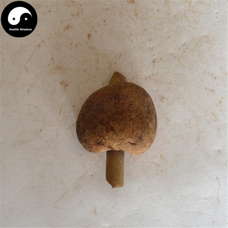 Zhu Sheng Rou Qiu Jun 竹生肉球菌, Engleromyces Goetzi-Health Wisdom™