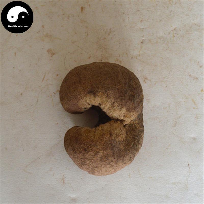 Zhu Sheng Rou Qiu Jun 竹生肉球菌, Engleromyces Goetzi-Health Wisdom™
