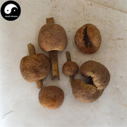 Zhu Sheng Rou Qiu Jun 竹生肉球菌, Engleromyces Goetzi-Health Wisdom™