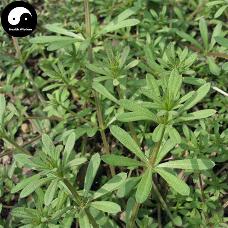 Zhu Yang Yang 豬殃殃, Tender Catchweed Bedstraw Herb, Herba Galii Teneri, Ba Xian Cao-Health Wisdom™
