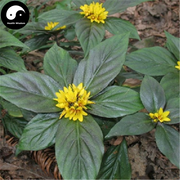Zhui Feng San 追风伞, Herba Buddleja lindleyana Fortune, Jing Feng San-Health Wisdom™