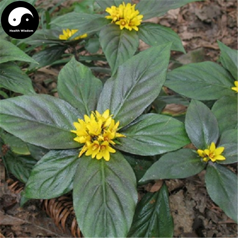 Zhui Feng San 追风伞, Herba Buddleja lindleyana Fortune, Jing Feng San-Health Wisdom™
