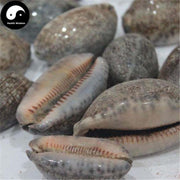 Zi Bei Chi 紫贝齿, Concha Mauritiae, Cypraeae, Cowry Shell, Arabic Cowry Shell-Health Wisdom™