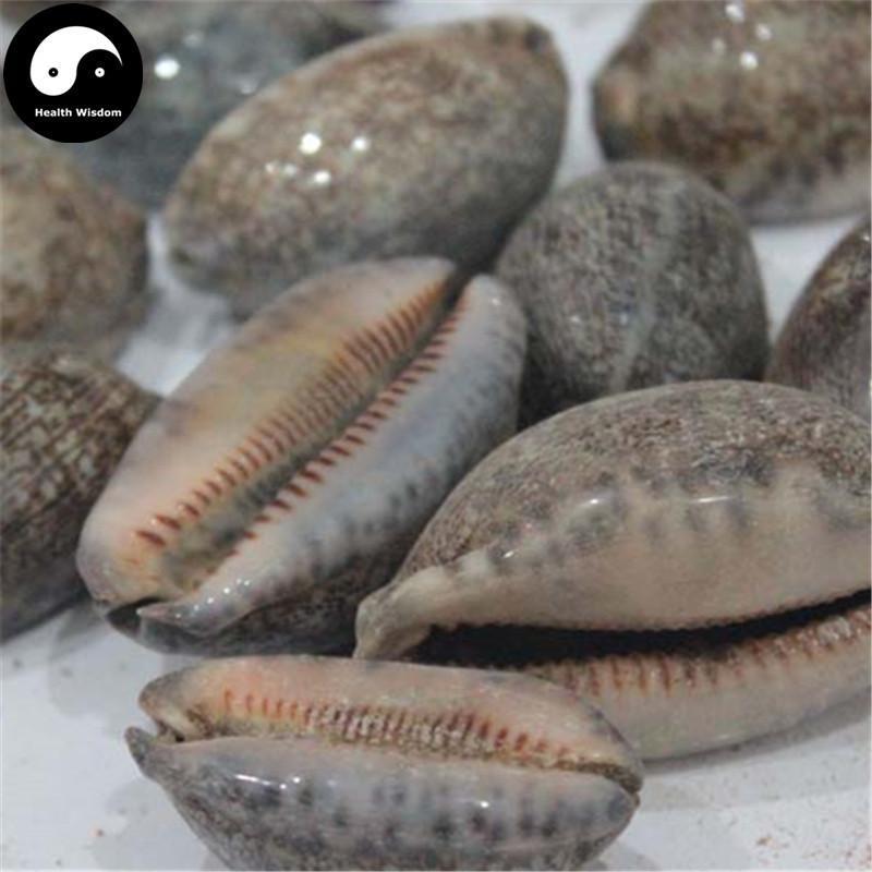 Zi Bei Chi 紫贝齿, Concha Mauritiae, Cypraeae, Cowry Shell, Arabic Cowry Shell-Health Wisdom™