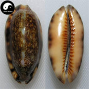 Zi Bei Chi 紫贝齿, Concha Mauritiae, Cypraeae, Cowry Shell, Arabic Cowry Shell-Health Wisdom™