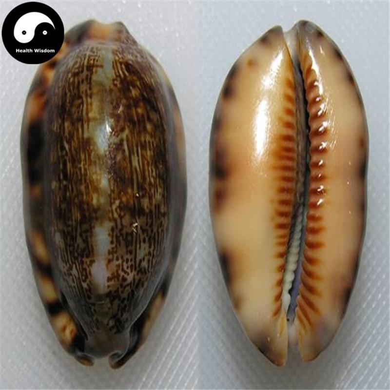 Zi Bei Chi 紫贝齿, Concha Mauritiae, Cypraeae, Cowry Shell, Arabic Cowry Shell-Health Wisdom™