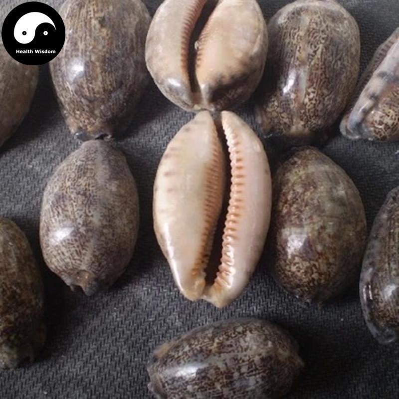 Zi Bei Chi 紫贝齿, Concha Mauritiae, Cypraeae, Cowry Shell, Arabic Cowry Shell-Health Wisdom™