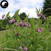 Zi Cao Gen 紫草根, Radix Lithospermi, Sinkiang Arnebia Root, Radix Arnebiae, Redroot Gromwell Root-Health Wisdom™