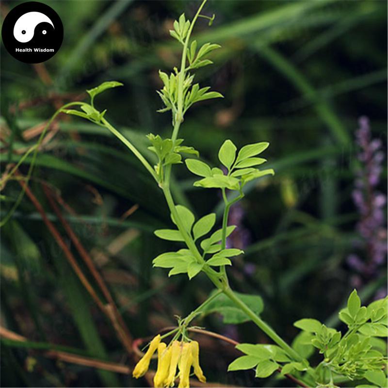 Zi Jin Long 紫金龙, Dactylicapnos Scandens, Wan Dou Qi, Shen Zhi Lian-Health Wisdom™