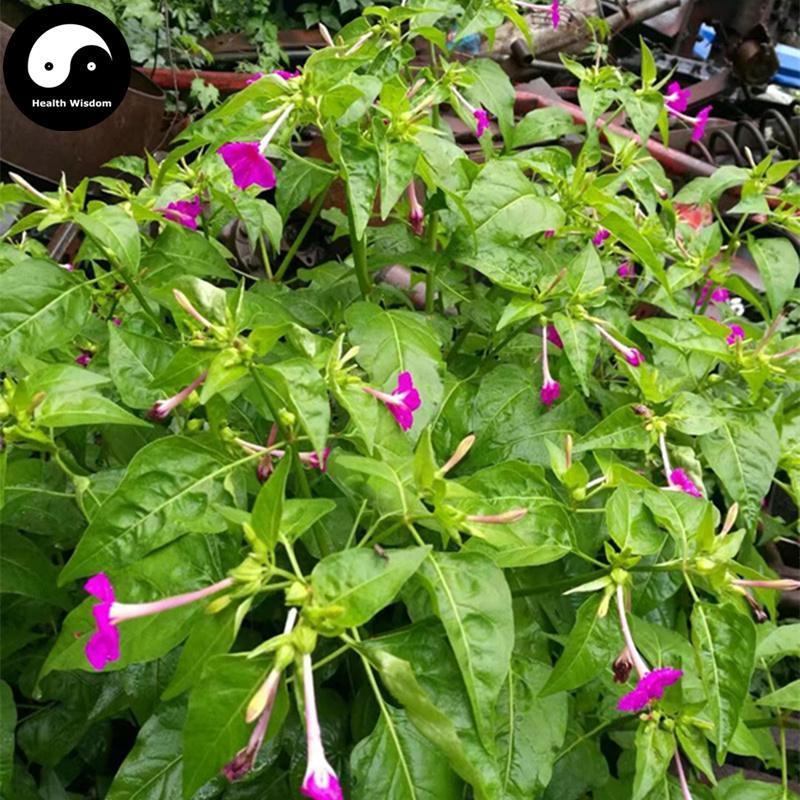 Zi Mo Li Gen 紫茉莉根, Radix Jasmini Sambac, Arabian Jasmine Root, Ru Di Lao Shu-Health Wisdom™