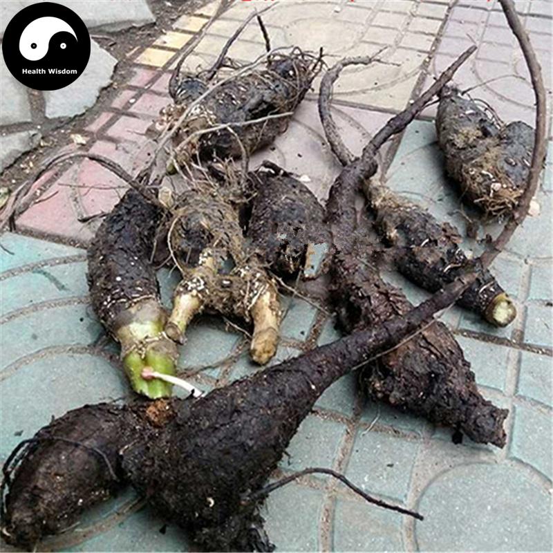 Zi Mo Li Gen 紫茉莉根, Radix Jasmini Sambac, Arabian Jasmine Root, Ru Di Lao Shu-Health Wisdom™
