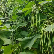 Green seed pods hanging from a tree amidst large green leaves