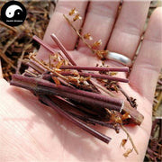 Zi Su Geng 紫苏梗, Perilla Stem, Caulis Perillae-Health Wisdom™