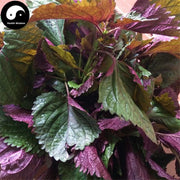 Zi Su Ye 紫蘇葉, Folium Perillae, Perilla Leaf-Health Wisdom™