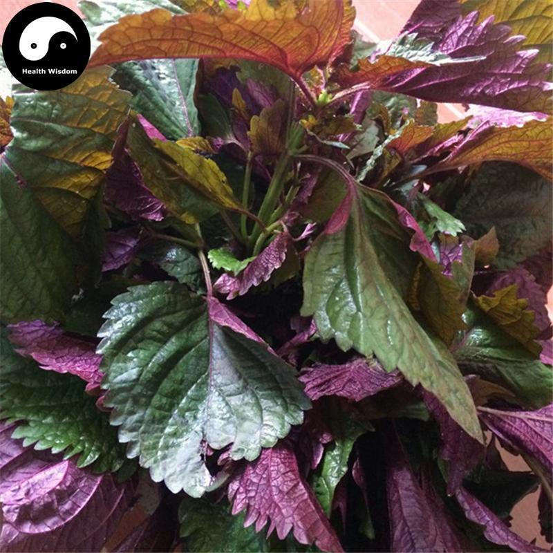 Zi Su Ye 紫蘇葉, Folium Perillae, Perilla Leaf-Health Wisdom™