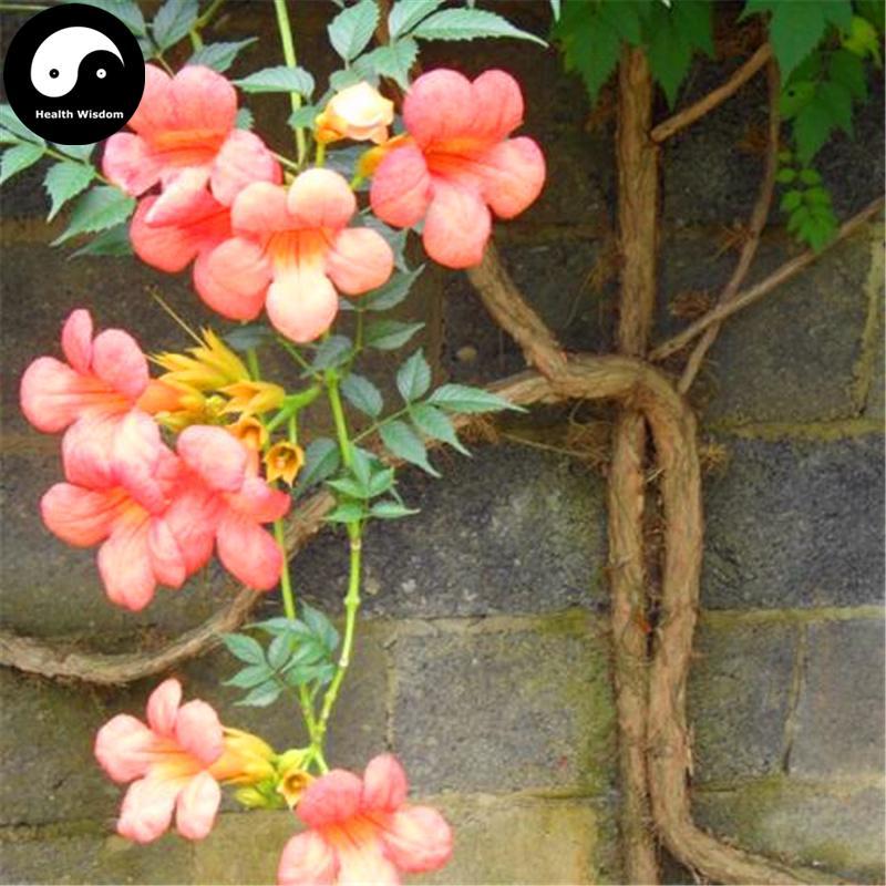 Zi Wei Gen 紫葳根, Chinese Trumpetcreeper Root, Ling Xiao Hua Gen-Health Wisdom™