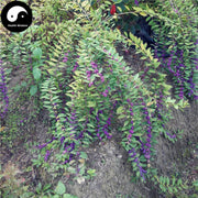 Zi Zhu Cao 紫珠草, Folium Callicarpae Formosanae, Taiwan Beautyberry Leaf-Health Wisdom™