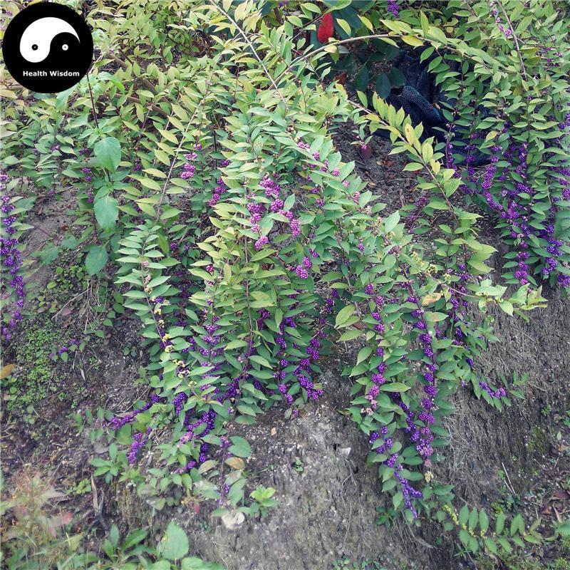 Zi Zhu Cao 紫珠草, Folium Callicarpae Formosanae, Taiwan Beautyberry Leaf-Health Wisdom™