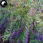 Zi Zhu Cao 紫珠草, Folium Callicarpae Formosanae, Taiwan Beautyberry Leaf-Health Wisdom™