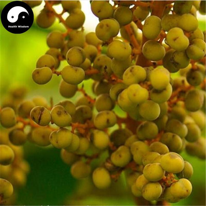 Zong Lv Zi 棕櫚子, Fructus Trachycarpi-Health Wisdom™
