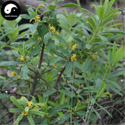 Zu Shi Ma 祖师麻, Radix Daphne Giraldii, Da Jiu Jia, Daphne Root-Health Wisdom™